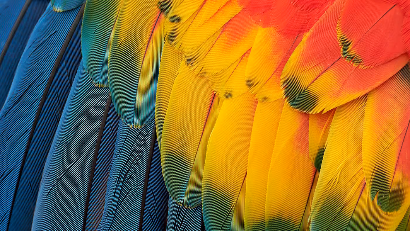 A vivid image of colorful bird feathers highlights the true-to-life color coverage on the screen.