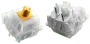 glorious-panda-mechanical-keyboard-switches-tactile-open-box-1000px-v0011.webp