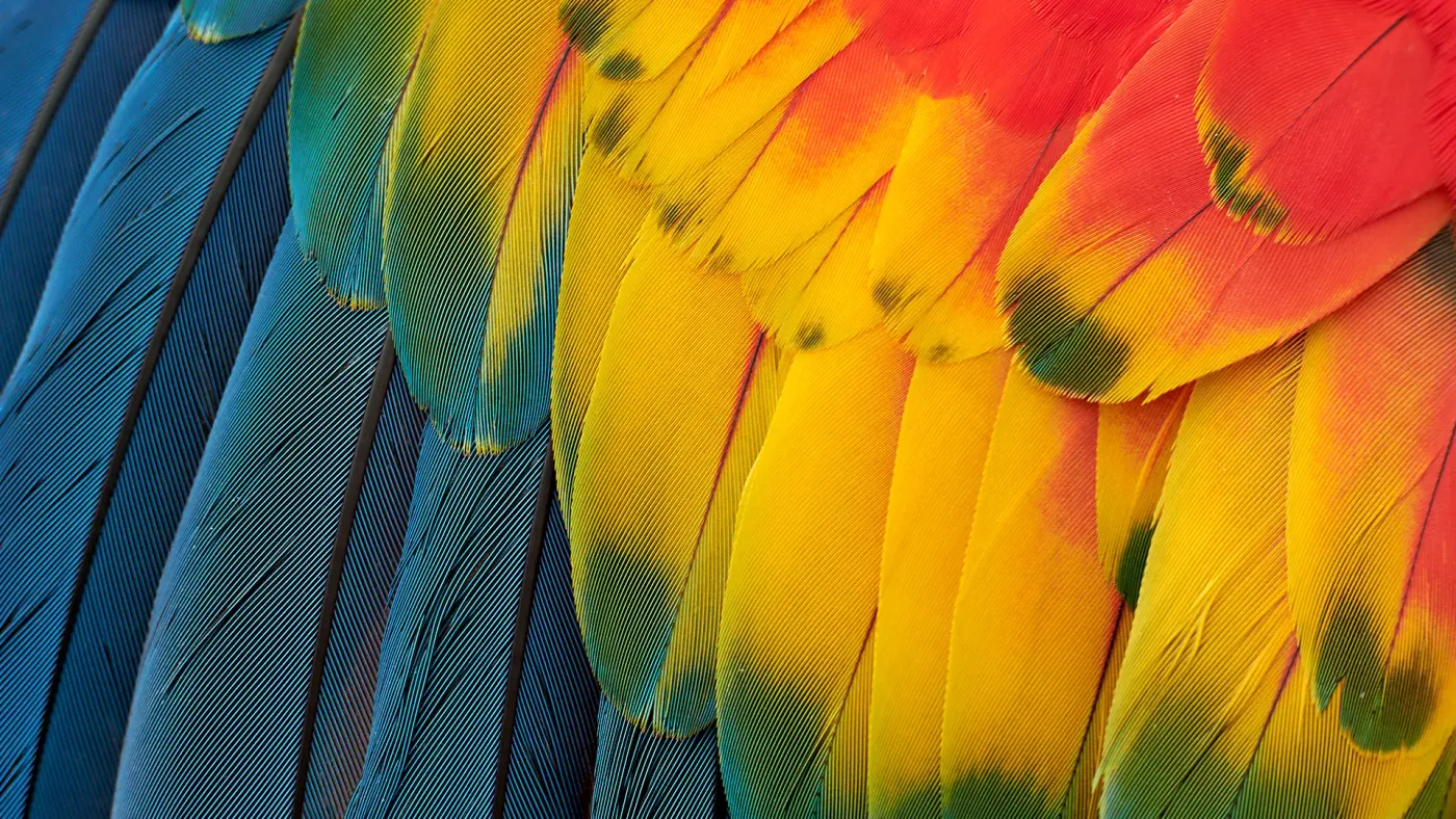 A vivid image of colorful bird feathers highlights the true-to-life color coverage on the screen.