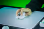 razer-viper-v4-pro-wireless-gaming-mouse-white-50k-8000hz-1500px-tu3-0005.avif
